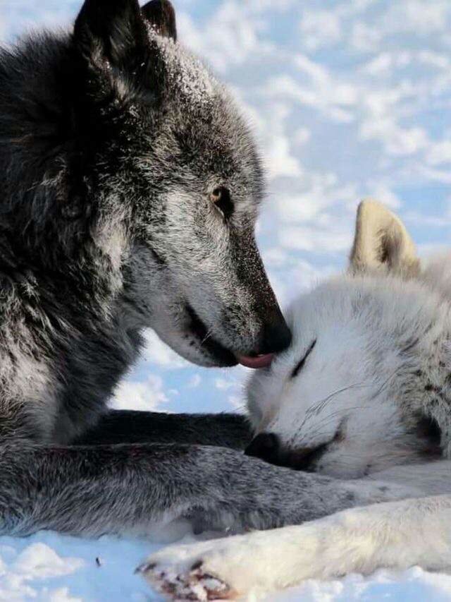 Волчья пара - фотографии - оригинал