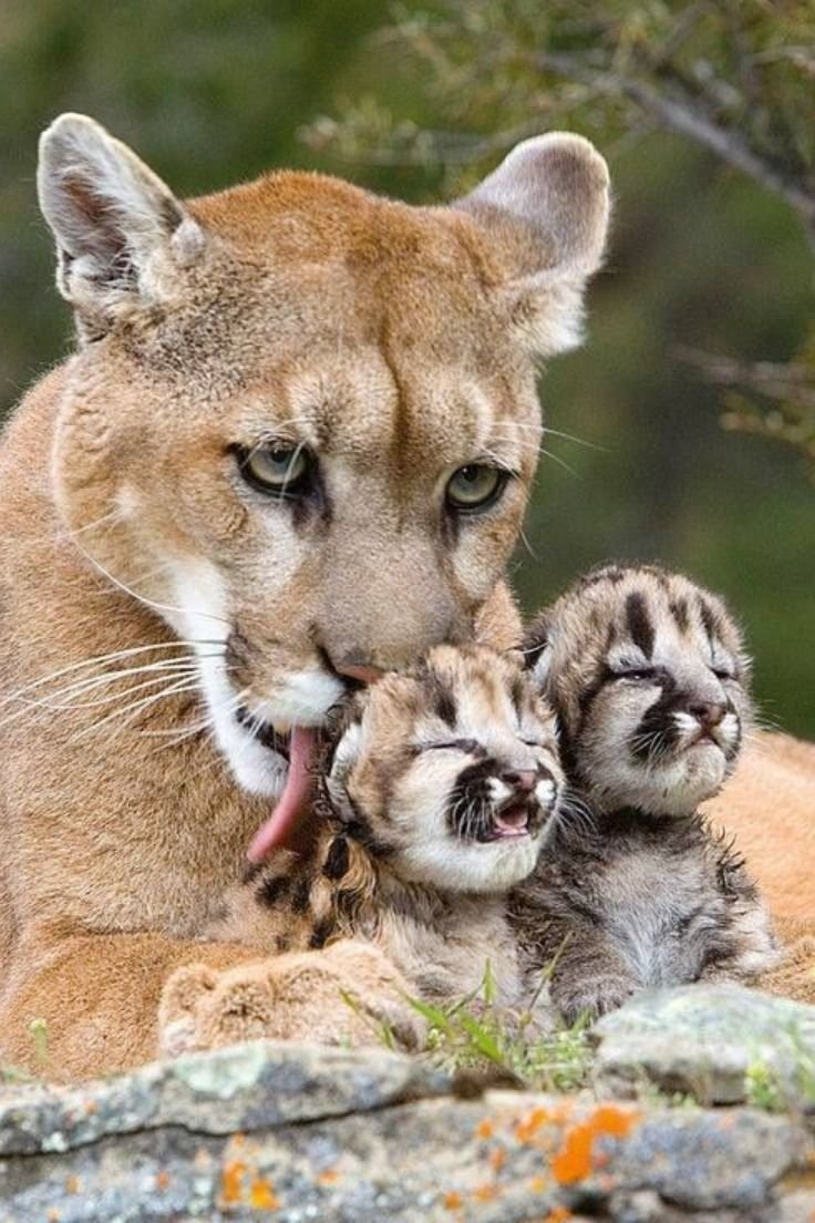 Львица и котята - оригинал