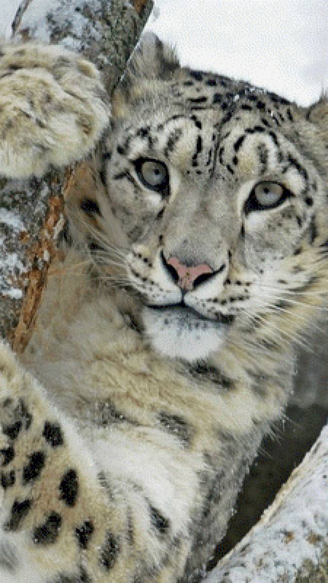 Спрятался на дереве - звери, животные, леопард - предпросмотр