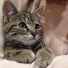 Схема вышивки «№2486934»