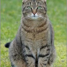 Схема вышивки «№2486937»