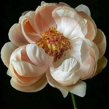 Схема вышивки «№2486941»