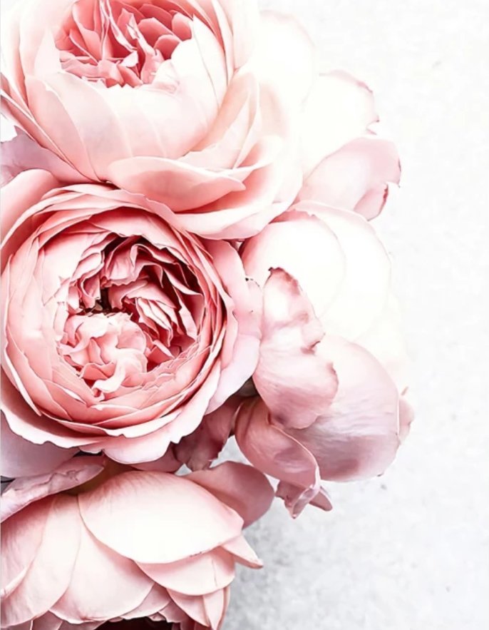 Пионы - цветы, пионы - оригинал