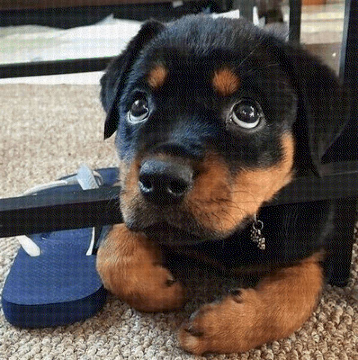 песик - предпросмотр