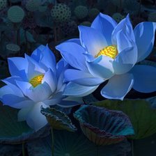 Схема вышивки «лотосы»