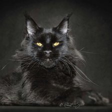 Схема вышивки «Мейн кун2»