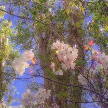 Весна эстетика: цветение