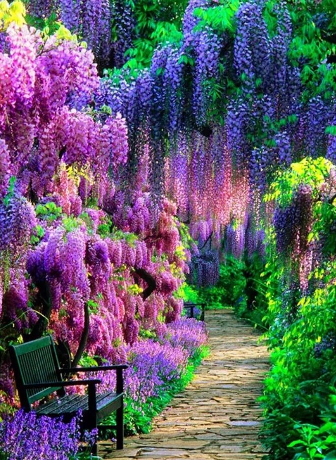 Сад с глицинией - дерево, сад, глициния - оригинал