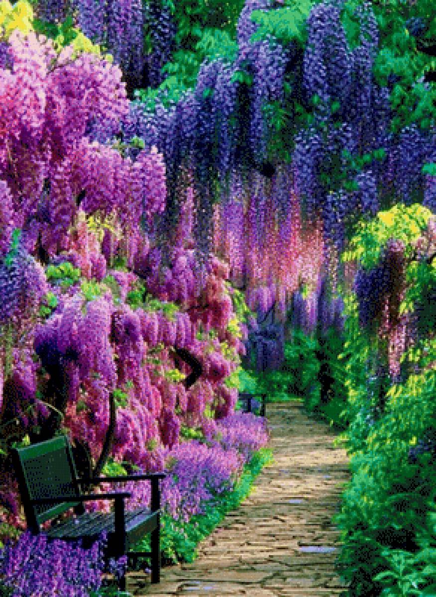 Сад с глицинией - сад, дерево, глициния - предпросмотр