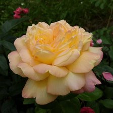 Схема вышивки «Роза»