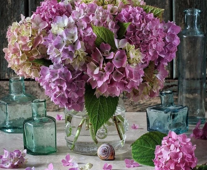 Гортензия - цветы, букет, гортензия - оригинал