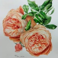 Схема вышивки «№2490172»