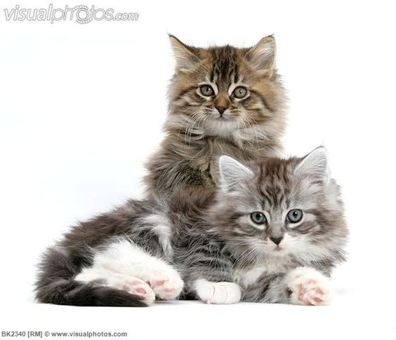 №2490197 - оригинал