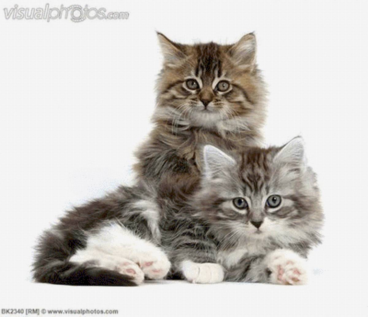 №2490197 - предпросмотр