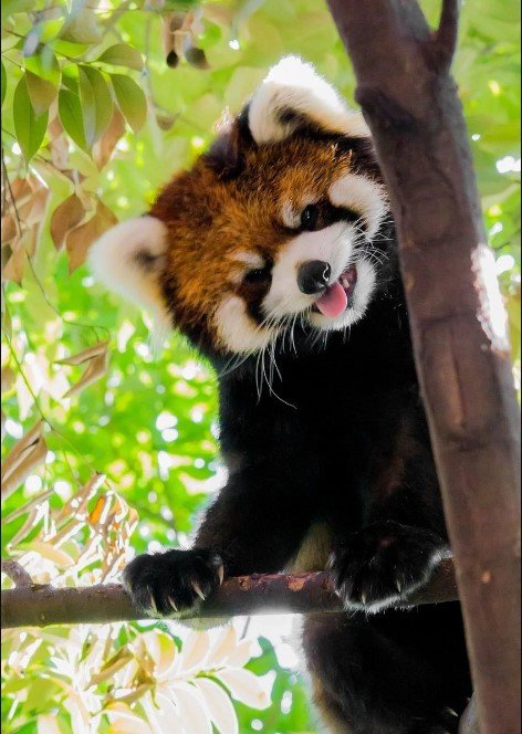 Красная панда на дереве - животные, панда - оригинал