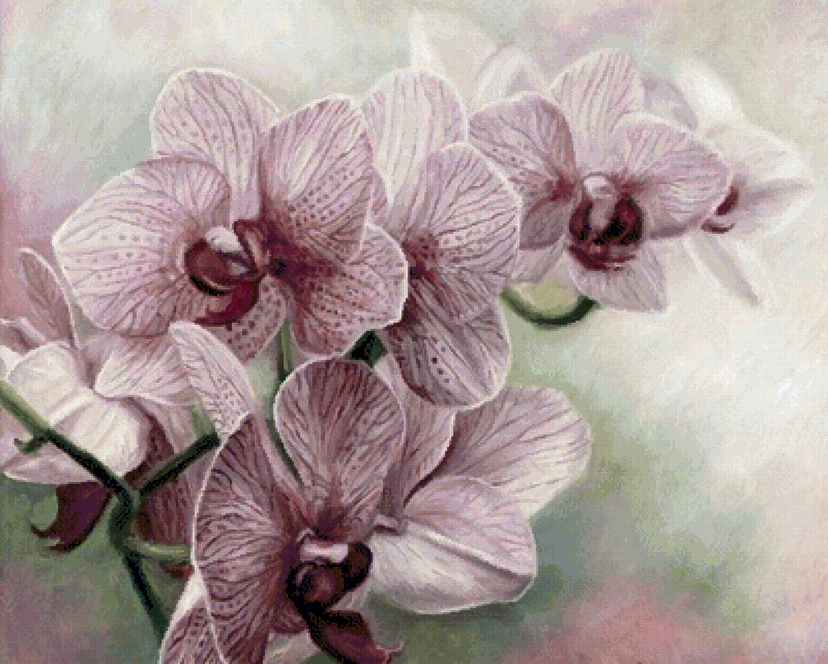 Орхидеи - орхидеи - предпросмотр
