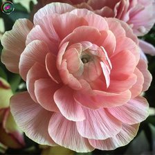 Схема вышивки «№2490867»