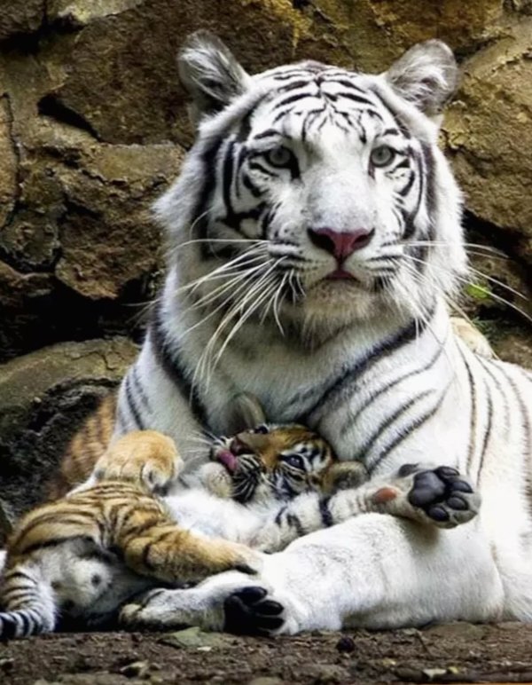 Тигры - тигры - оригинал