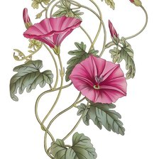 Схема вышивки «№2491027»