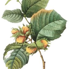 Схема вышивки «№2491085»