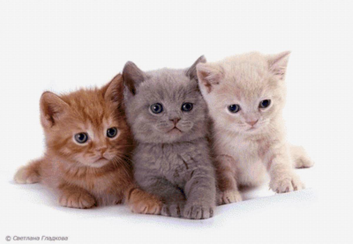 №2491364 - предпросмотр