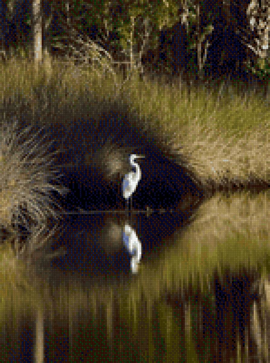 Цапля на озере - предпросмотр