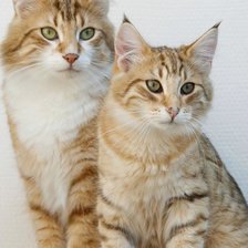 Схема вышивки «№2491680»