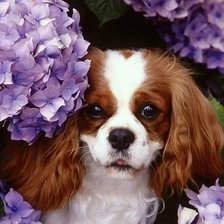 Схема вышивки «Собачка 1»