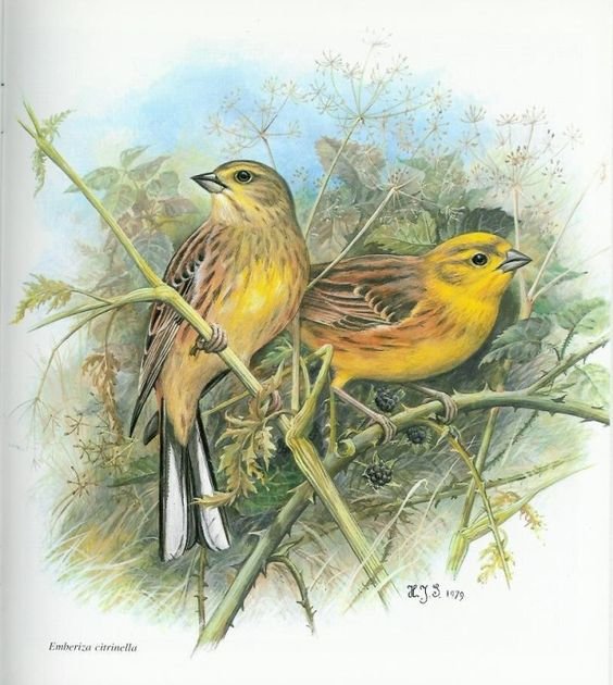 №2492091 - оригинал