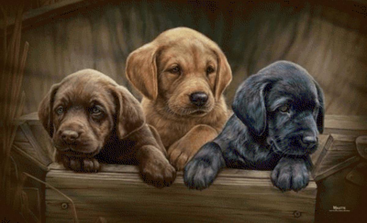 №2492231 - предпросмотр