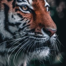 Схема вышивки «🐯 тигр»