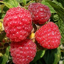 Схема вышивки «№2492594»