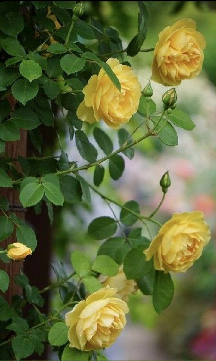 Розы - оригинал