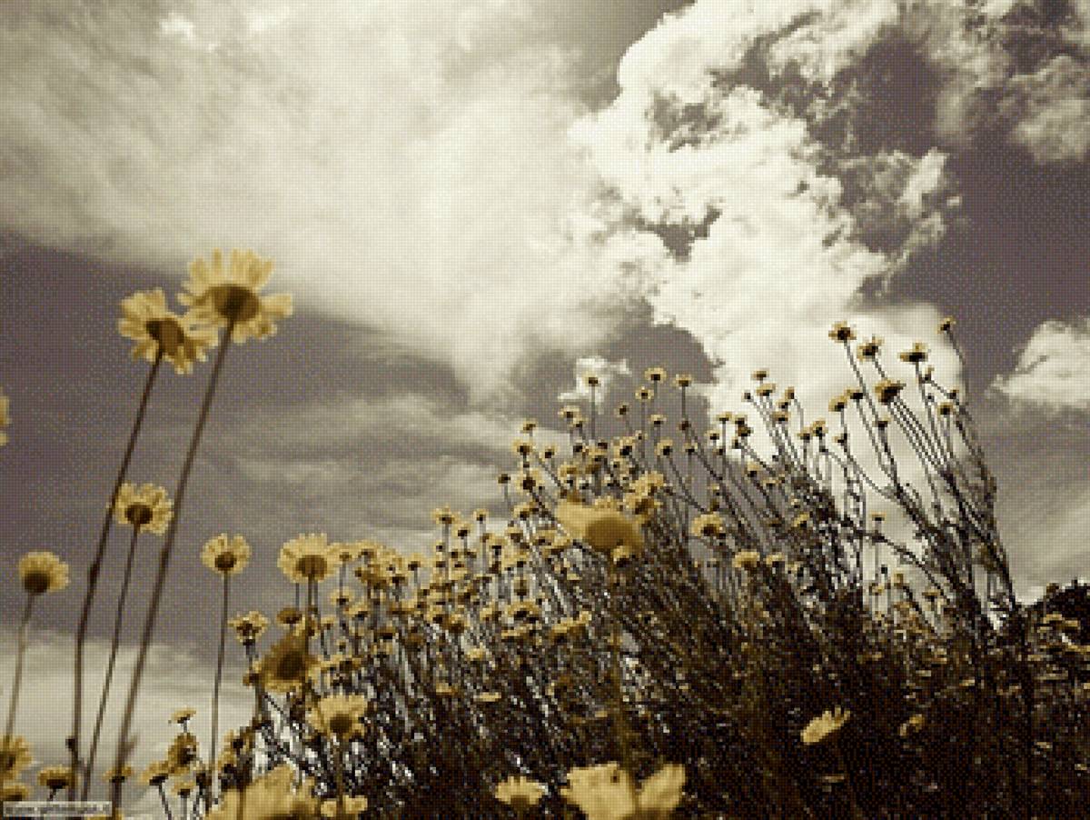 Ромашки - ромашки, луг, лето, цветы - предпросмотр