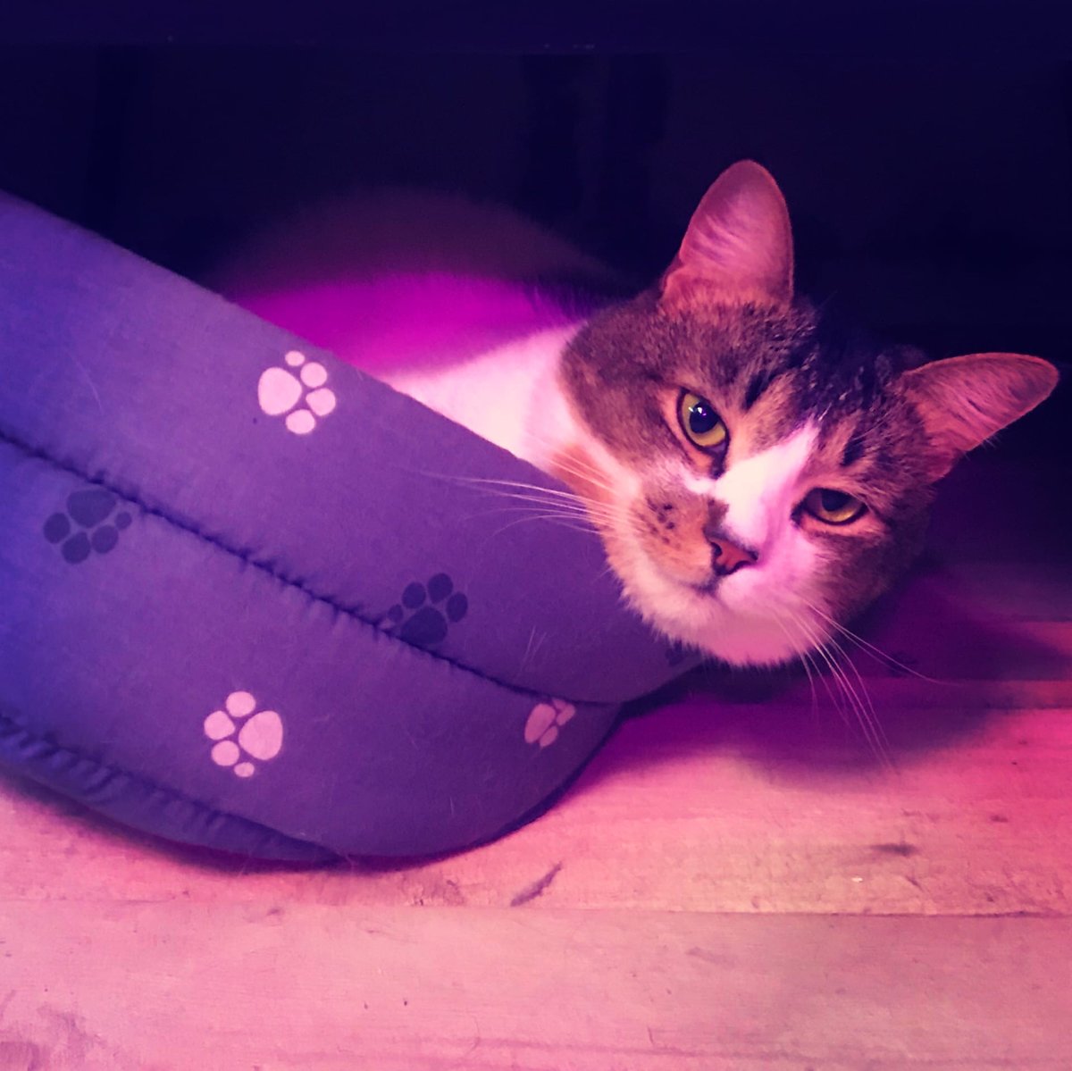 Кузяша - кот мой - оригинал