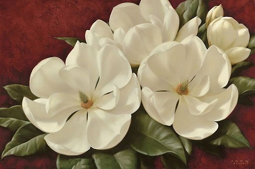 magnolia - оригинал