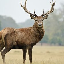 Схема вышивки «Олень»