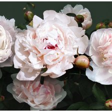 Схема вышивки «Пионы белые»