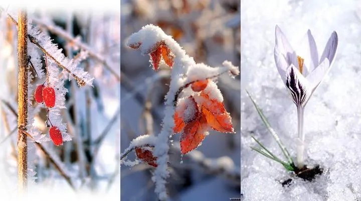 Природа - снег, природа - оригинал