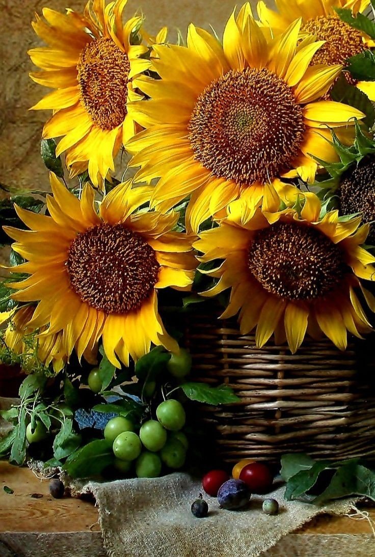 Солнечные цветы - цветы, подсолнухи - оригинал