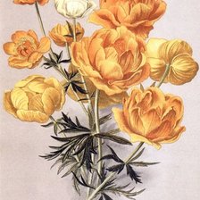 Купальница