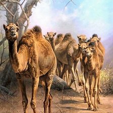 Схема вышивки «Верблюды»