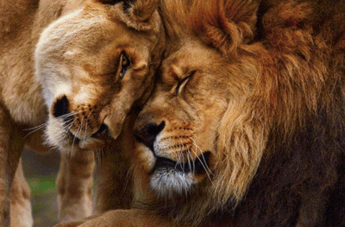 Leon - лев, львица, любовь, животные - предпросмотр