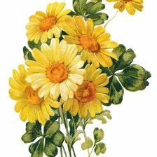 Схема вышивки «Жёлтые цветы»