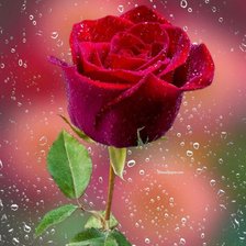 Схема вышивки «Rosa de cristal»