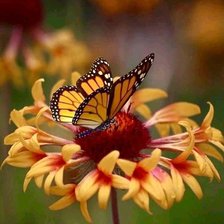 Схема вышивки «№2495133»