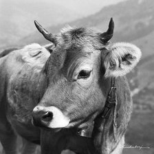 Схема вышивки «№2495221»