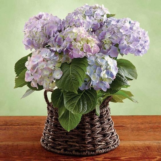 №2495226 - оригинал