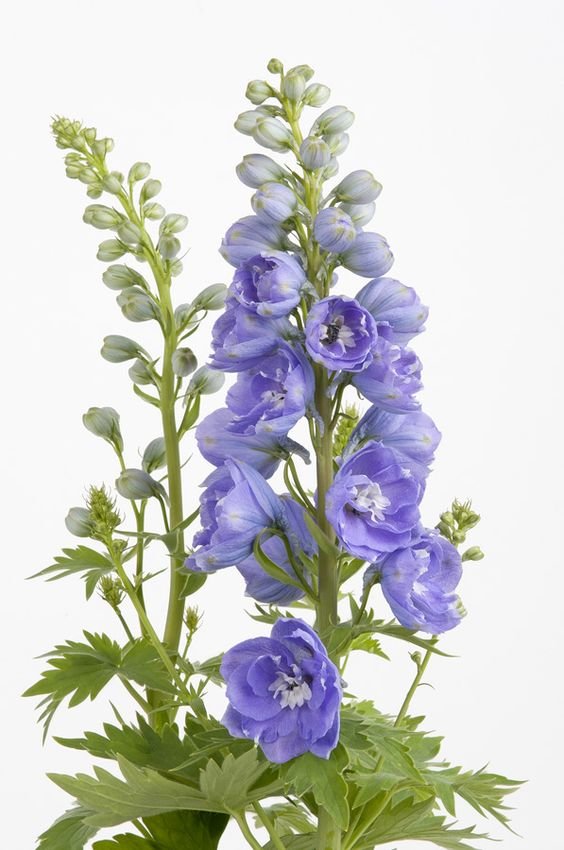 №2495249 - оригинал