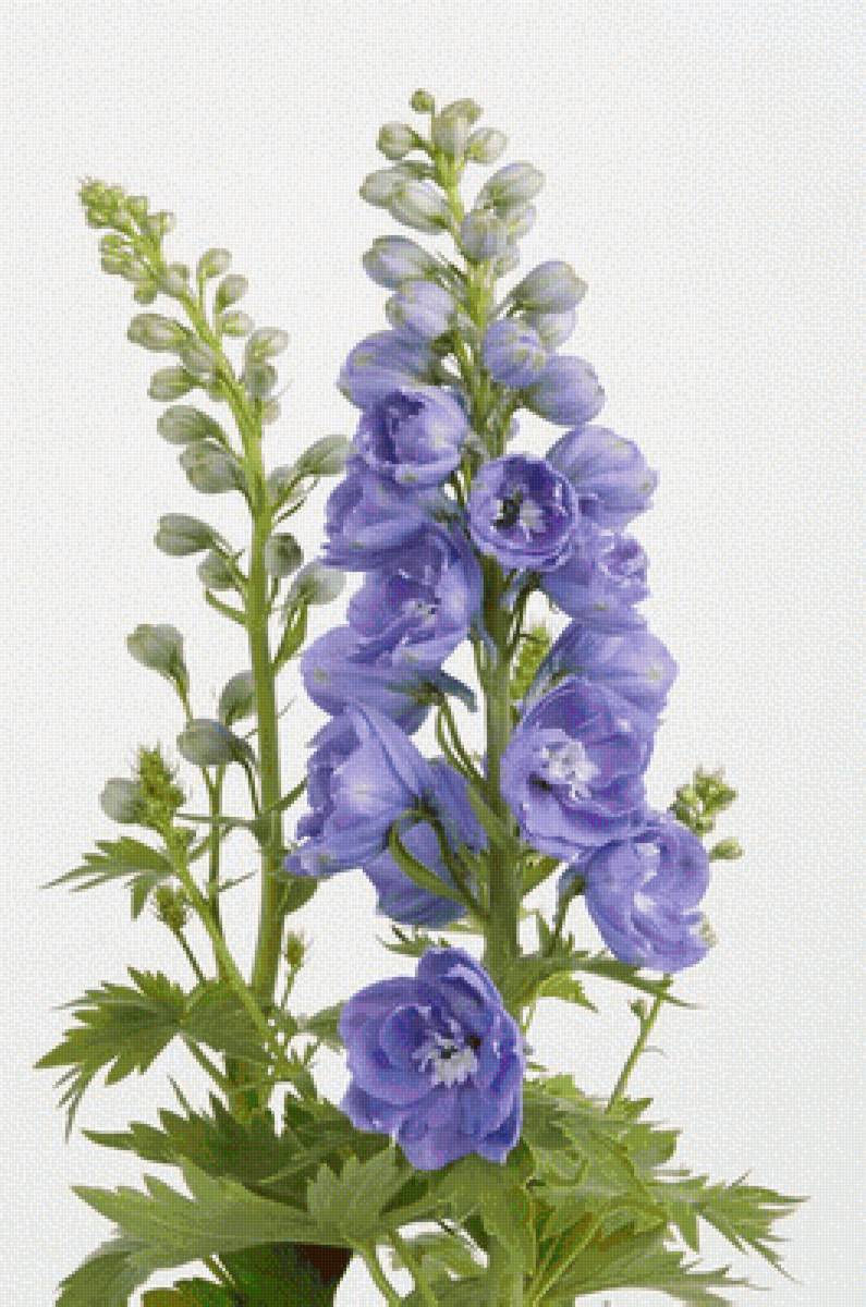 №2495249 - предпросмотр